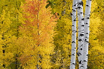 Quaking Aspen (Populus tremuloides) trees in autumn, Grand Teton National Park, Wyoming