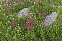Splitleaf Indian Paintbrush (Castilleja rhexifolia) flowers, Yellowstone National Park, Wyoming