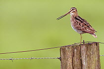 Common Snipe (Gallinago gallinago) calling from fence post, Duemmer Lake, Germany