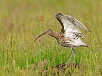 Eurasian Curlew (Numenius arquata) flapping wings, Duemmer Lake, Germany