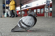 Rock Dove (Columba livia) in train station, Germany