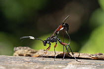 Ichneumon Wasp (Echthrus reluctator) female drilling into wood to lay eggs in beetle larva, Upper Bavaria, Germany