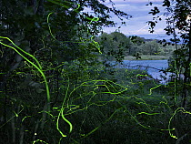 Firefly (Lamprohiza splendidula)illuminated males flying in forest, Upper Bavaria, Germany