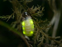 Firefly (Lamprohiza splendidula) female showing bioluminescence, Bavaria, Germany
