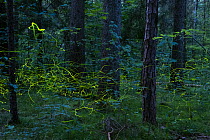 Firefly (Lamprohiza males flying in forest, Bavaria, Germany
