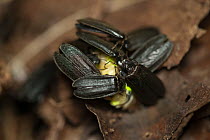 Firefly (Lamprohiza splendidula) males trying to mate with female, Bavaria, Germany