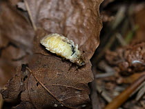 Firefly (Lamprohiza splendidula) female, Bavaria, Germany