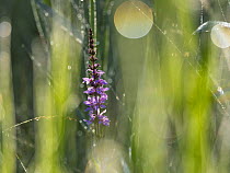 Purple Loosestrife (Lythrum salicaria) flower, Bavaria, Germany