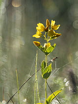 Yellow Loosestrife (Lysimachia vulgaris) flower, Upper Bavaria, Germany