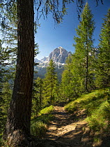 Trail through forest, Tofane Mountains, Dolomites, South Tyrol, Italy