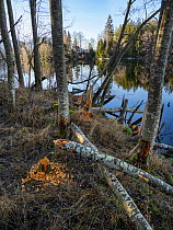 European Beaver (Castor fiber) evidence showing felled trees, Upper Bavaria, Germany