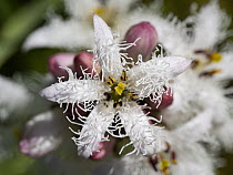Bogbean (Menyanthes trifoliata) flower, Bavaria, Germany