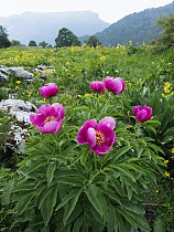 Peony (Paeonia officinalis) flowers, Monte Baldo, Italy