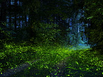 Firefly (Lamprohiza splendidula) males flying in forest, Bavaria, Germany