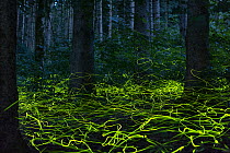 Firefly (Lamprohiza splendidula) males flying in forest, Bavaria, Germany
