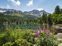 Saoseo Lake, Bergell, Canton Grisons, Alps, Switzerland