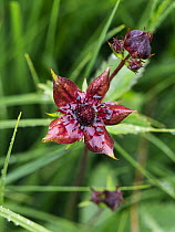 Marsh Cinquefoil (Potentilla palustris) flower, Switzerland
