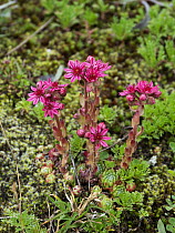 Cobweb Houseleek (Sempervivum arachnoideum) flowers, Alps, Switzerland