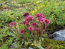 Cobweb Houseleek (Sempervivum arachnoideum) flowers, Alps, Switzerland