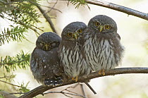 Northern Pygmy Owl (Glaucidium californicum) fledglings, Montana