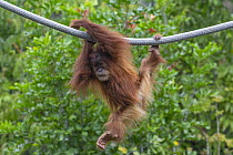 Sumatran Orangutan (Pongo abelii) female hanging from rope, captive