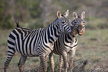 Zebra (Equus quagga) stallions displaying for mating rights, Kenya