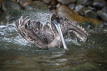 Brown Pelican (Pelecanus occidentalis) bathing, Punta Vicente Roca, Isabela Island, Galapagos Islands, Ecuador