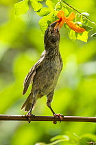 Medium Ground-Finch (Geospiza fortis) feeding on flower nectar, Puerto Ayora, Santa Cruz Island, Galapagos Islands, Ecuador