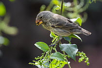 Medium Ground-Finch (Geospiza fortis) feeding on fruit, Puerto Ayora, Santa Cruz Island, Galapagos Islands, Ecuador