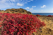 Sea-purslane (Sesuvium edmonstonei), Punta Pitt, San Cristobal Island, Galapagos Islands, Ecuador