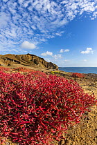 Sea-purslane (Sesuvium edmonstonei), Punta Pitt, San Cristobal Island, Galapagos Islands, Ecuador