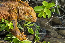 Galapagos Land Iguana (Conolophus subcristatus), Puerto Egas, Santiago Island, Galapagos Islands, Ecuador