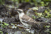 Galapagos Mockingbird (Nesomimus parvulus), Los Gemelos, Santa Cruz Island, Galapagos Islands, Ecuador