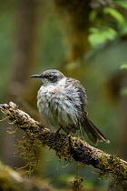 Galapagos Mockingbird (Nesomimus parvulus), Los Gemelos, Santa Cruz Island, Galapagos Islands, Ecuador