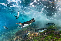 Galapagos Penguin (Spheniscus mendiculus) group in shallow water, Tagus Cove, Isabela Island, Galapagos Islands, Ecuador