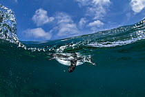 Galapagos Penguin (Spheniscus mendiculus) swimming, Bartolome Island, Santiago Island, Galapagos Islands, Ecuador