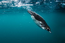 Galapagos Penguin (Spheniscus mendiculus) diving, Tagus Cove, Isabela Island, Galapagos Islands, Ecuador
