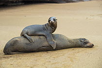 Galapagos Sea Lion (Zalophus wollebaeki) pup on mother, Punta Cormorant, Floreana Island, Galapagos Islands, Ecuador