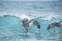 Galapagos Sea Lion (Zalophus wollebaeki) group surfing wave, Plazas Island, Galapagos Islands, Ecuador