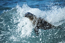Galapagos Sea Lion (Zalophus wollebaeki) surfing wave, Plazas Island, Galapagos Islands, Ecuador