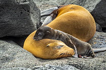 Galapagos Sea Lion (Zalophus wollebaeki) mother and pup, Plazas Island, Galapagos Islands, Ecuador