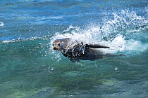 Galapagos Sea Lion (Zalophus wollebaeki) surfing wave, Plazas Island, Galapagos Islands, Ecuador