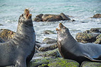 Galapagos Sea Lion (Zalophus wollebaeki) males displaying, Plazas Island, Galapagos Islands, Ecuador