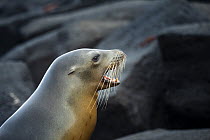 Galapagos Sea Lion (Zalophus wollebaeki) female calling, Plazas Island, Galapagos Islands, Ecuador