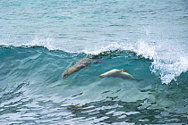 Galapagos Sea Lion (Zalophus wollebaeki) pair surfing wave, Plazas Island, Galapagos Islands, Ecuador