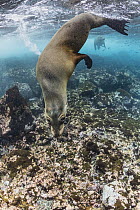 Galapagos Sea Lion (Zalophus wollebaeki), Champion Islet, Floreana Island, Galapagos Islands, Ecuador