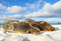 Galapagos Sea Lion (Zalophus wollebaeki) females on beach, Gardner Bay, Espanola Island, Galapagos Islands, Ecuador