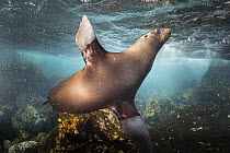 Galapagos Sea Lion (Zalophus wollebaeki), Santa Fe Island, Galapagos Islands, Ecuador