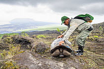 Volcan Alcedo Giant Tortoise (Chelonoidis vandenburghi) being measured by biologists, Wolf Volcano, Isabela Island, Galapagos Islands, Ecuador