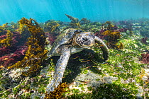Green Sea Turtle (Chelonia mydas), Tagus Cove, Isabela Island, Galapagos Islands, Ecuador